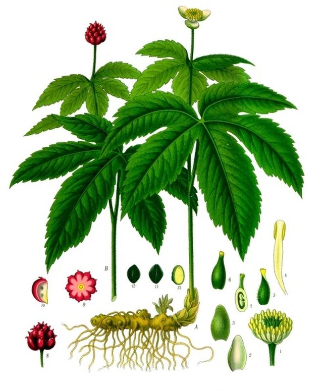 Goldenseal 2 640px Hydrastis canadensis Köhler–s Medizinal Pflanzen 209