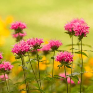 Bee Balm 2 Bee balm Monarda