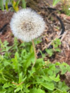dandelion seed head shot downward angle showing the seed head in sharp focus with green leaves blurred