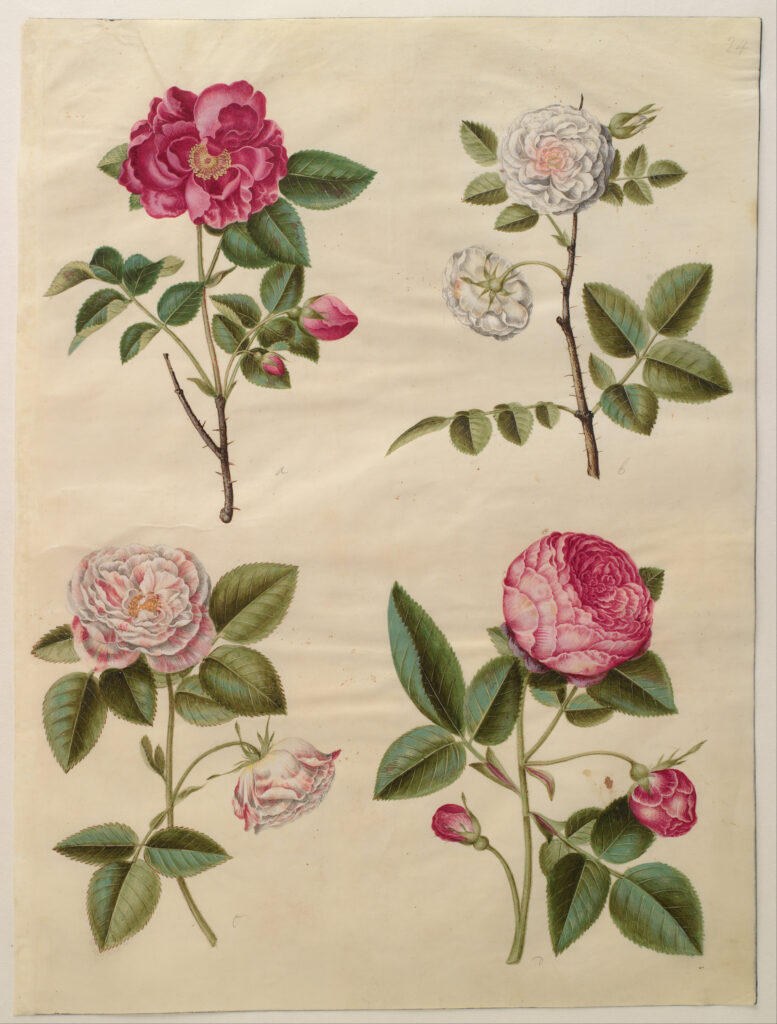 Rose 4 Johannes Simon Holtzbecher Rosa gallica Google Art Project