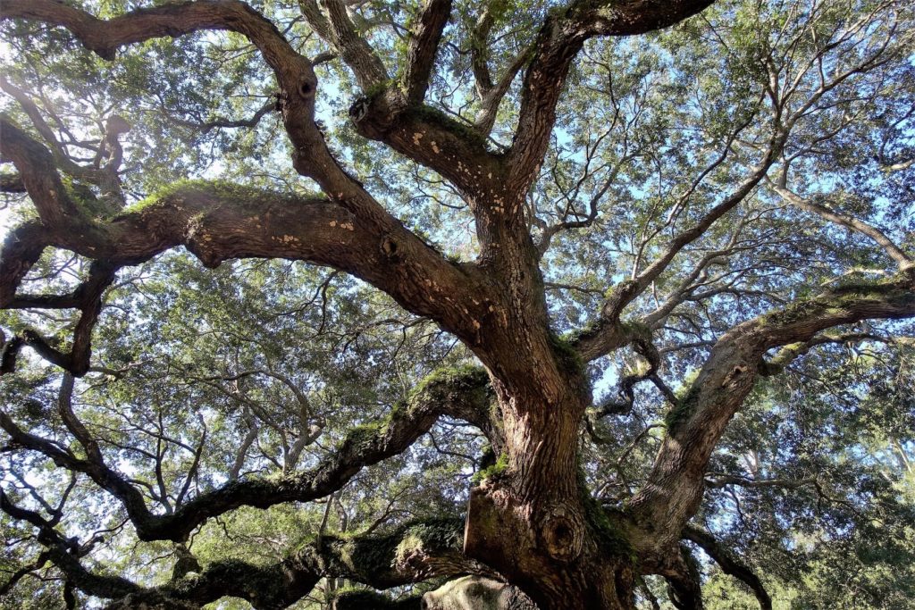 Oak 2 live oak
