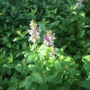 Betony 2 MM FL Betony 300x300 1