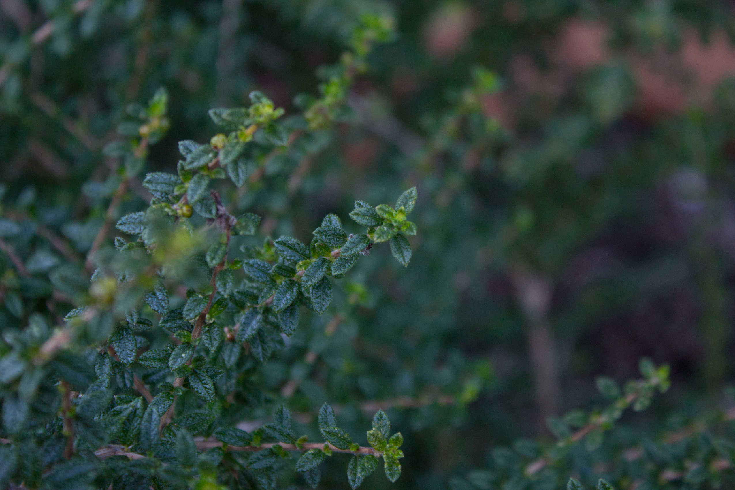 Roots of Herbalism Home Study 6 image depicting herbs