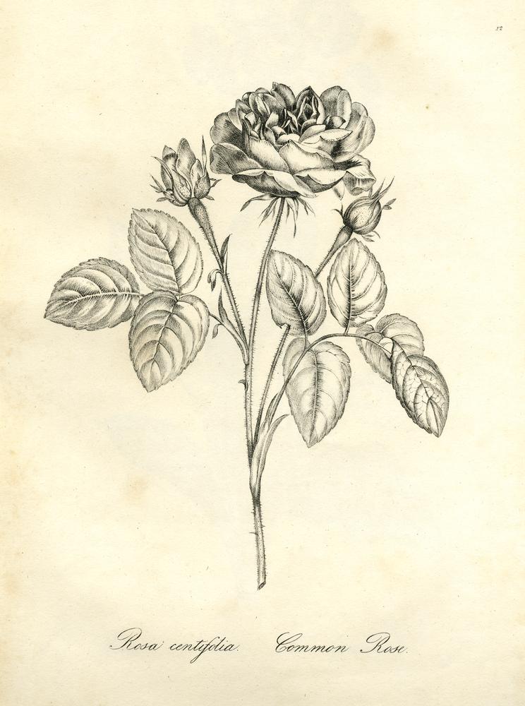 Rose 3 Rosa centifolia BM 18990713.208.12