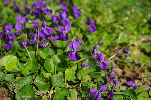 Violets March FSHL