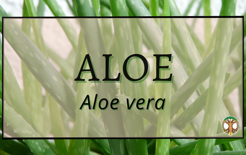 Aloe 4 Aloe 2