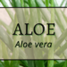 Aloe 2