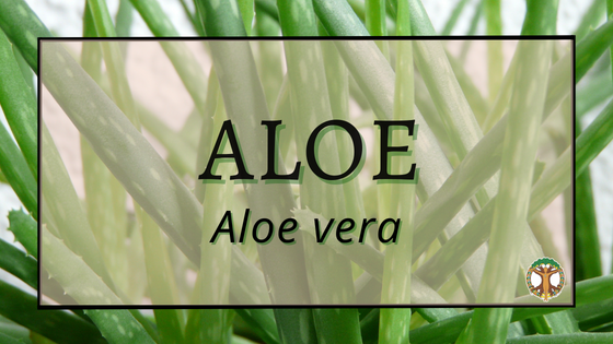 Aloe