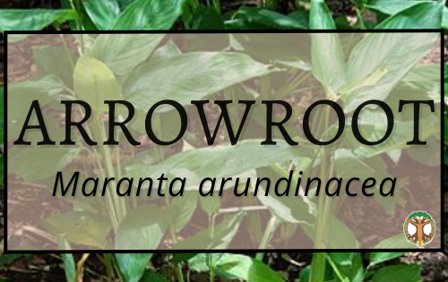 Arrowroot 3 Anamu 1