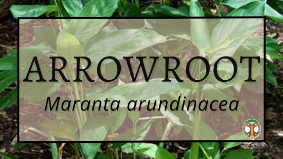 Arrowroot