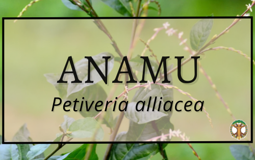 Anamu