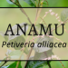 Anamu