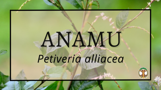 Anamu