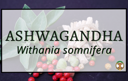 Ashwagandha 3 Ashwagandha