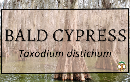 Bald Cypress 2 Bald Cypress