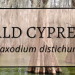 Bald Cypress