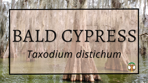 Bald Cypress