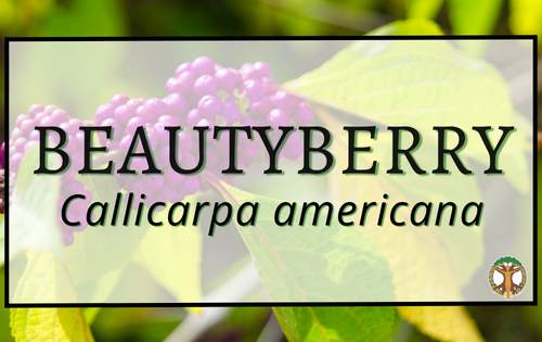 Beautyberry 5 Beautyberry