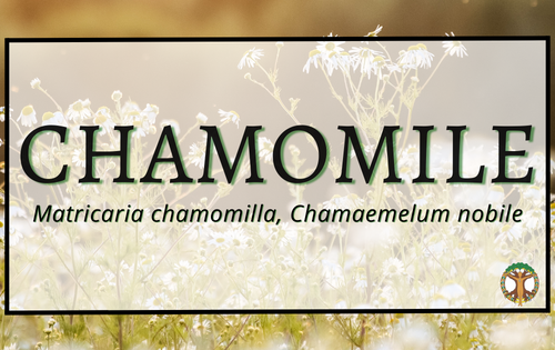 Chamomile 5 Chamomile