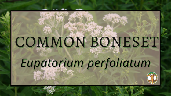 Common Boneset