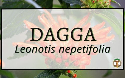 Dagga 7 Dagga