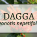 Dagga