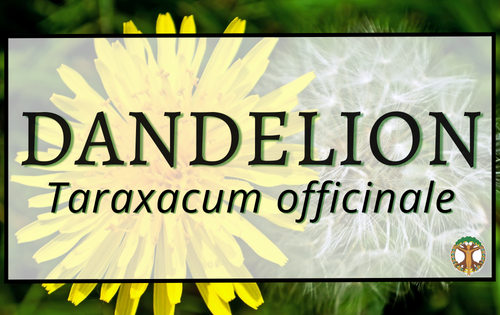 Dandelion 4 Dandelion