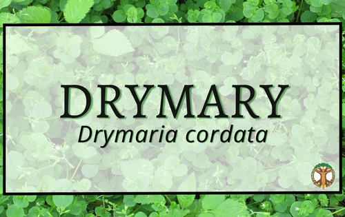 Drymary 6 Drymary