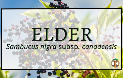 Elder 3 Elder