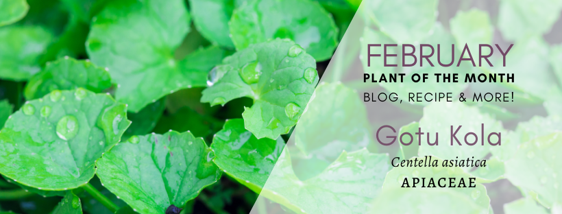 February FB Header Blog Gotu Kola1