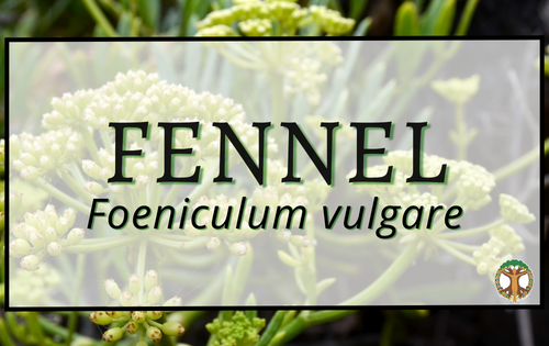 Fennel 4 Fennel 1