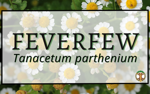 Feverfew 5 Feverfew