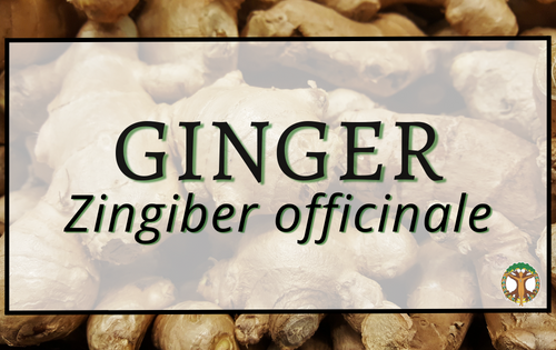 Ginger 4 Ginger
