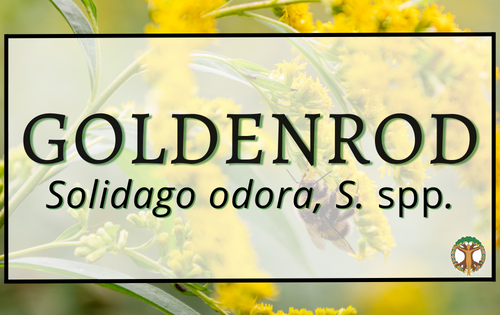 Goldenrod 5 Goldenrod