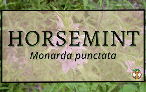 Horsemint 7 Horsemint 1