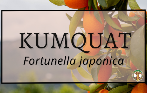 Kumquat 5 Kumquat