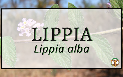 Lippia 9 Lippia