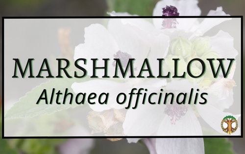 Marshmallow 4 Marshmallow