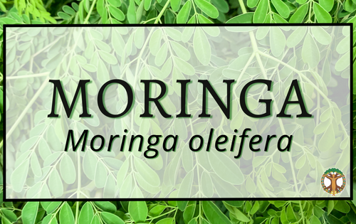 Moringa 4 Moringa