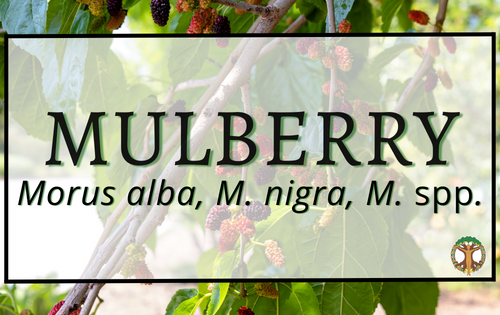 Mulberry 5 Mulberry