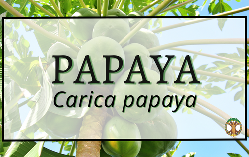 Papaya 5 Papaya