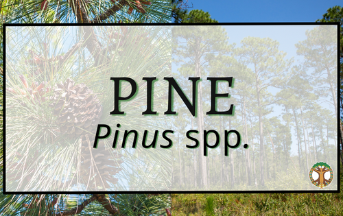 Pine 6 Pine 2