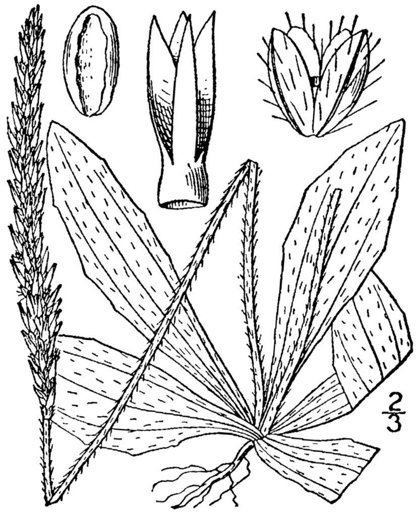 Plantago virginica BB 1913