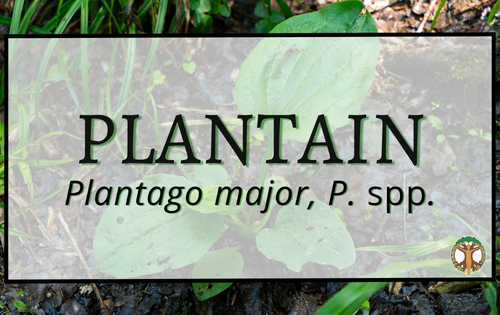 Plantain 7 Plantain