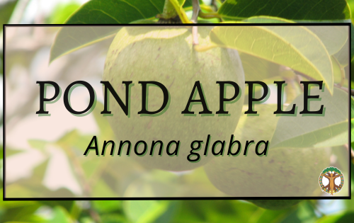Pond Apple 7 Pond apple 1 1
