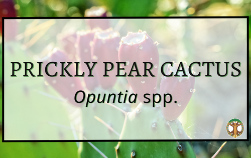 Prickly Pear Cactus 6 Prickly Pear Cactus