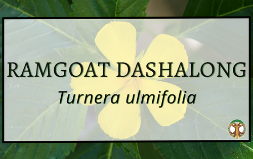 Ramgoat Dashalong 6 Ramgoat Dashalong