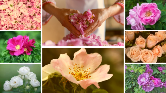Rose 2 Left column from top to bottom: R. damascena, R. rugosa, R. multiflora Middle column from top to bottom: R. damascena, R. canina Right column from top to bottom: R. damascena, R. virginiana, R. virginiana