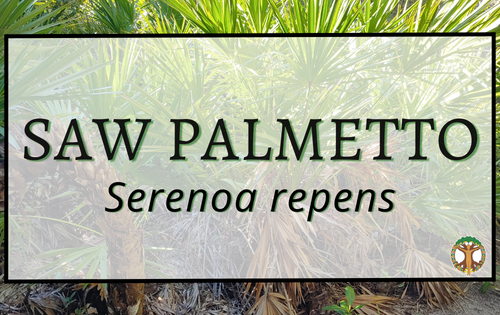 Saw Palmetto 2 Saw palmetto