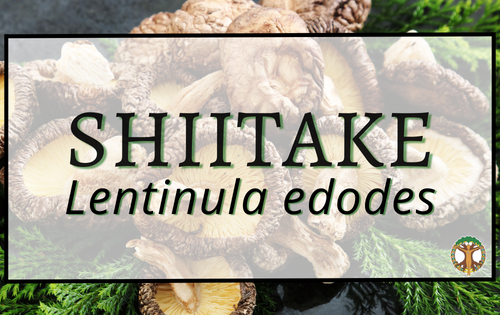 Shiitake 4 Shiitake